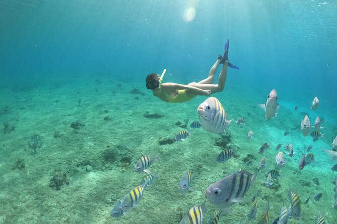 Invisible Boat Snorkeling Tour - Food, Drinks, and the True Cost: The $39 + Marine Fee Math