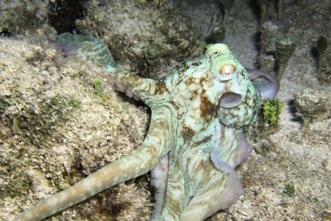 Night Snorkeling - Observation of octopus and other species - What you might see: octopus, squid, rays, eels, and night glow