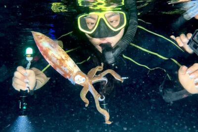 Night Snorkeling - Observation of octopus and other species - Octopus camouflage and guide signals: how the night hunt gets watched