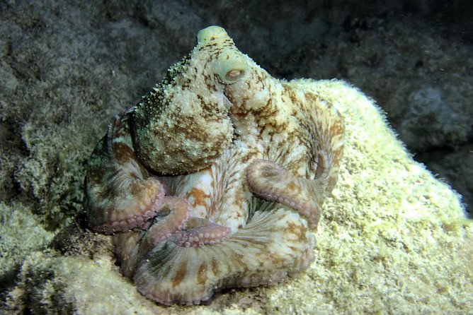 Night Snorkeling - Observation of octopus and other species - Who should book this night snorkel in Cozumel?