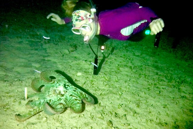 Night Snorkeling - Observation of octopus and other species - FAQ