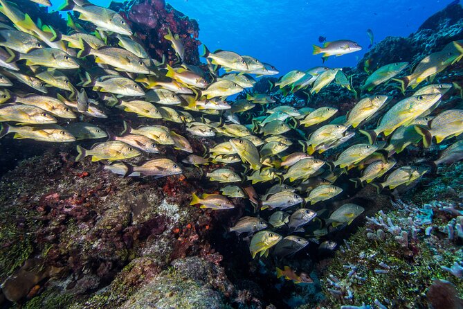 PADI Discover Scuba Diving Tour in Cozumel - PADI Discover Scuba in Cozumel: What This 8-Hour Try-Out Really Means