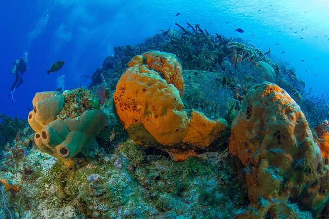 PADI Discover Scuba Diving Tour in Cozumel - Gear Included and Depth Limits: Your Real-World Safety Check