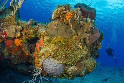 PADI Discover Scuba Diving Tour in Cozumel - Pool Practice First: What You’ll Train Before You Go Into the Water