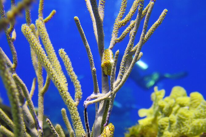 PADI Discover Scuba Diving Tour in Cozumel - Small Group Energy: Max 4 Travelers Changes the Feel