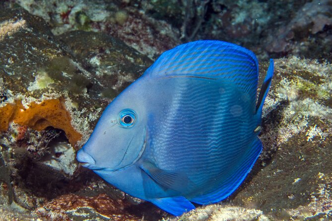 PADI Discover Scuba Diving Tour in Cozumel - Logistics Watch-Out: If You’re Staying in Playa del Carmen