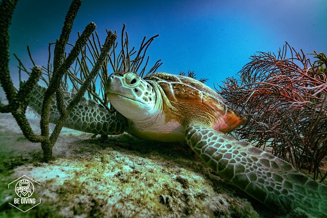 Scuba Diving in Cozumel Island - Key Things I’d Watch For Before You Go