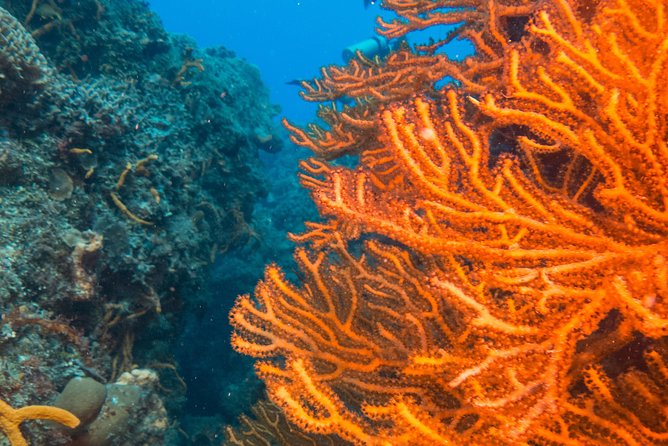 Scuba Diving in Cozumel Island - Meeting Be Diving Cozumel and Getting Your Gear Sorted