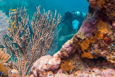 Scuba Diving in Cozumel Island - Your Underwater Sessions: Time Limits and Small-Group Attention