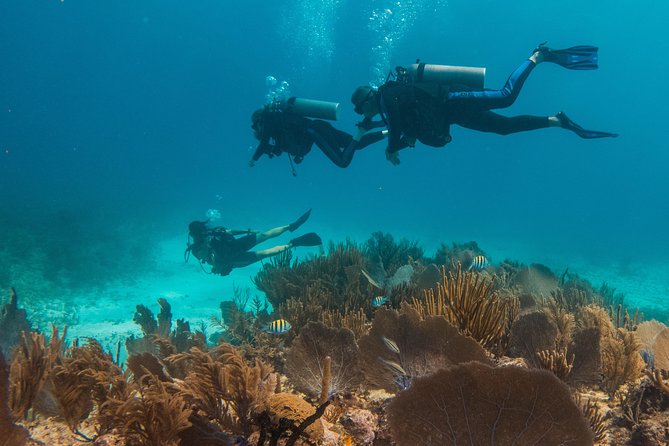 Scuba Diving in Cozumel Island - Price and Value: Is $220 Worth It?