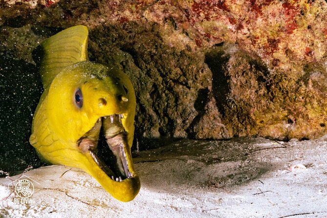 Scuba Diving in Cozumel Island - Timing on Cozumel: Boat Return and the Open-Ended Ferry