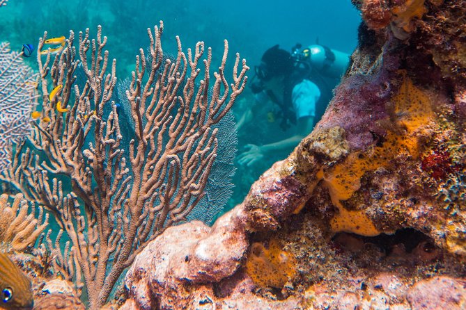 Scuba Diving in Cozumel Island - Your Underwater Sessions: Time Limits and Small-Group Attention