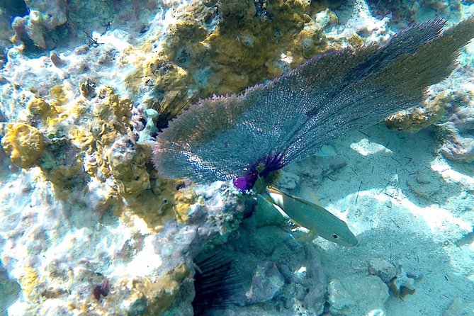 SkyReef Cozumel Snorkel & Tequila Tasting - Who Should Book SkyReef and Who Might Want a Different Plan