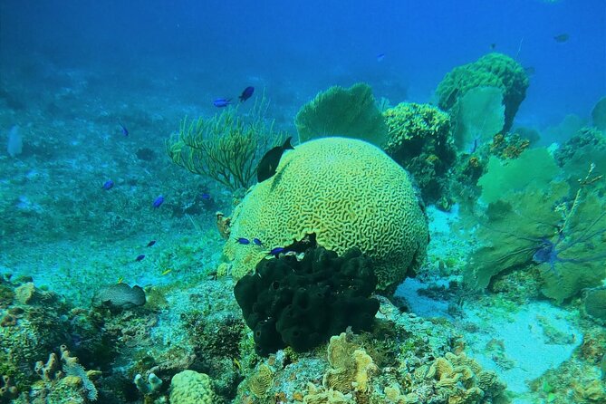 Snorkel along the coast, explore two reefs by Chivis del Mar - Paraiso (Paradise) Reef: coral, statues, and more fish time