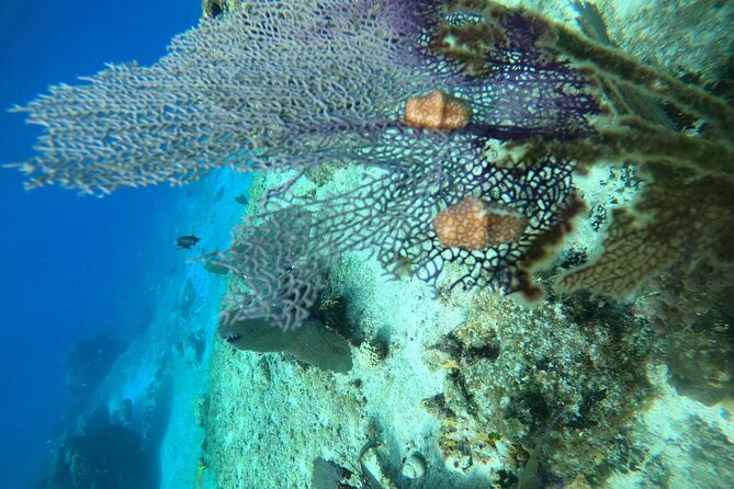 Snorkel along the coast, explore two reefs by Chivis del Mar - Gear, safety prep, and packing rules that matter