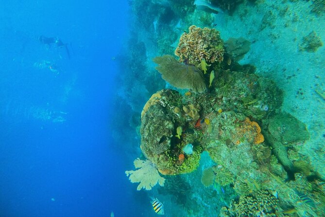 Snorkel along the coast, explore two reefs by Chivis del Mar - Price breakdown: what you pay, what you add later