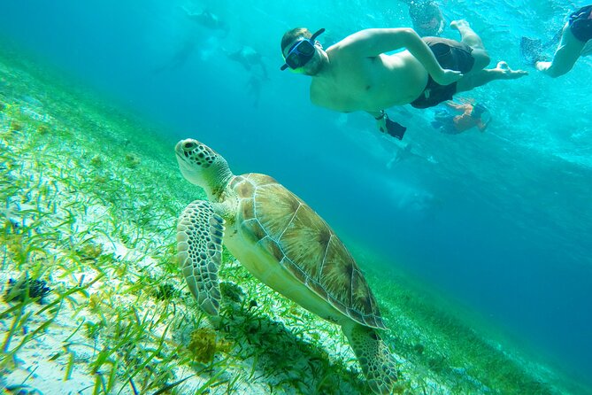 Starfish, Stingrays and the Turtle Sanctuary Snorkel Tour - Price and Value: $59 Plus the $11 Marine Park Fee