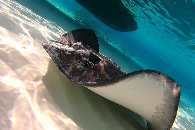 Starfish, Stingrays and the Turtle Sanctuary Snorkel Tour - What’s Included: Gear, Drinks, and That Snack That Actually Hits