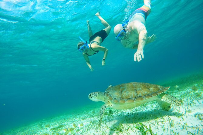 Starfish, Stingrays and the Turtle Sanctuary Snorkel Tour - The Snorkel Circuit: Where the Starfish and Stingrays Live
