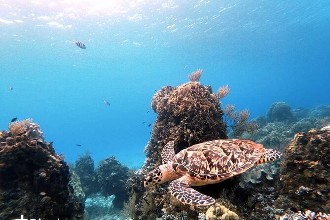 Starfish, Stingrays and the Turtle Sanctuary Snorkel Tour - El Cielo Sandbar: The Stop Most People Talk About