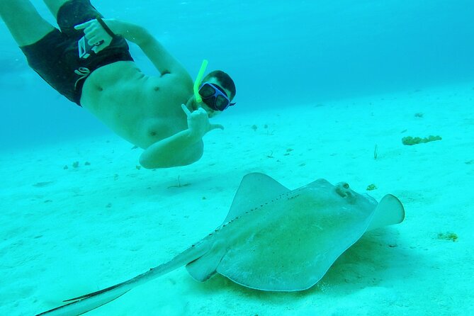 Starfish, Stingrays and the Turtle Sanctuary Snorkel Tour - Stingrays in the Shallow Water: Why the Timing Works