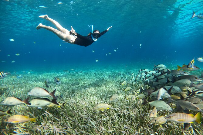The Cozumel Turtle Sanctuary Snorkel Tour - Cielito Little Heaven sandbank: the snack break that feels like a postcard
