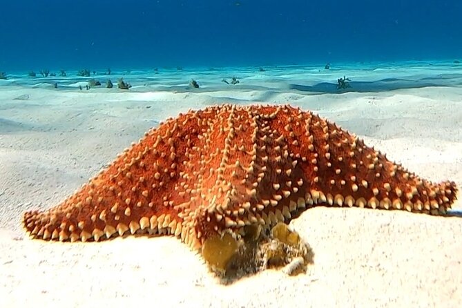 The Cozumel Turtle Sanctuary Snorkel Tour - Price and logistics: meeting points that can make or break your day